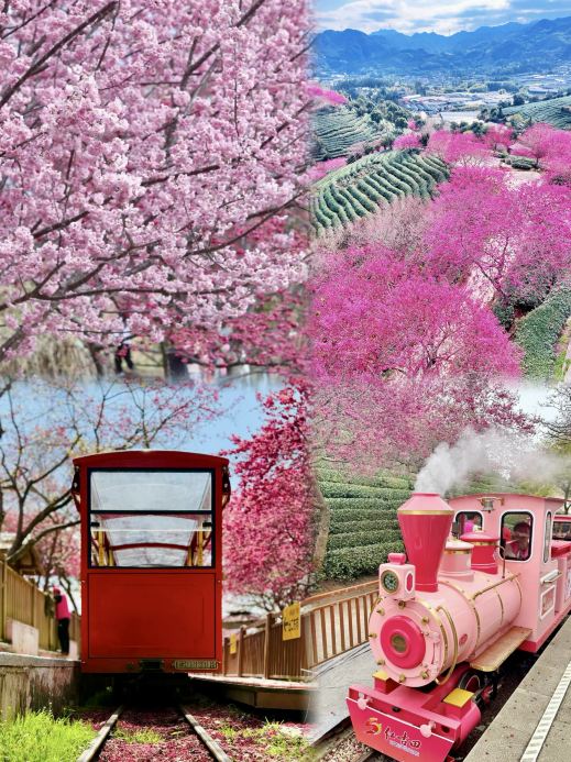 Lễ hội sắc hồng mùa xuân tại Long Nhan, Phúc Kiến