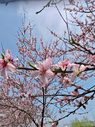 満開の桃の花が咲き誇るロマンチックなスポット