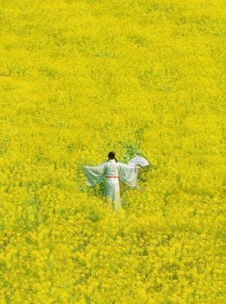菜の花畑で徽州と出会う