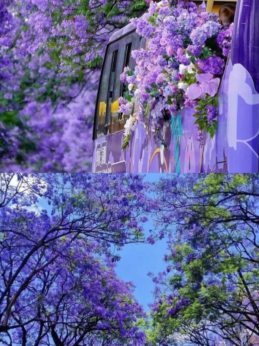 Experience the purple blossoms in Xichang and stay at Fengchao
