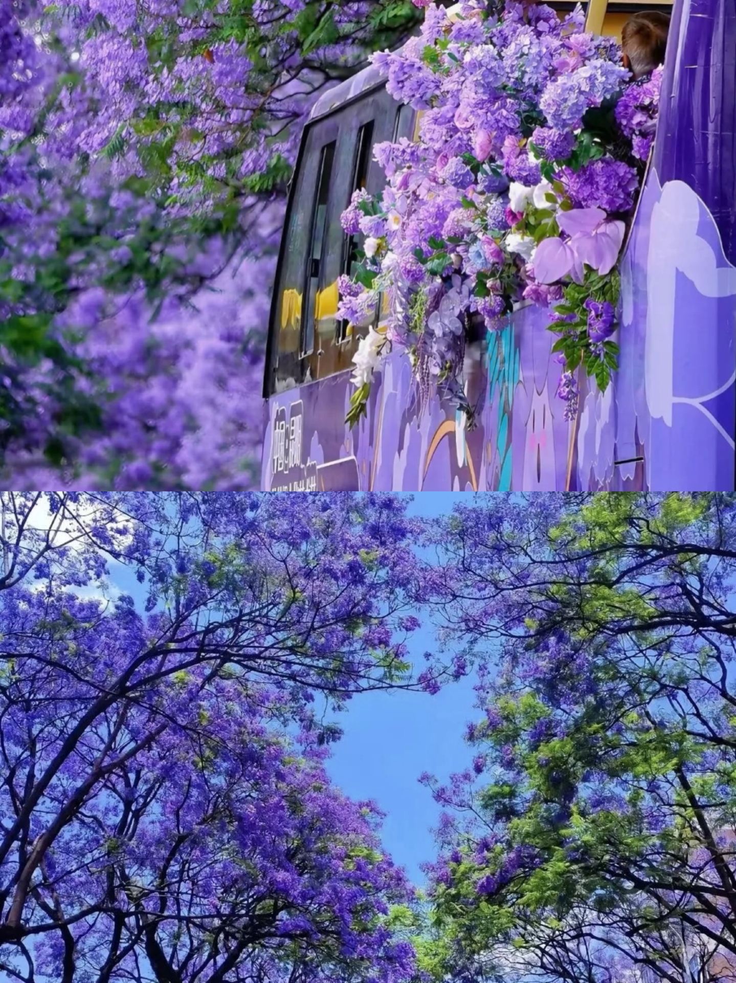 西昌の紫の花の宴へ、豊巣ホテルに泊まり、春のロマンチックを日常に 