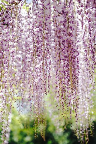 北京の豫園潭公園では、藤の花が満開です!伝統的な中国風の写真を撮るのに絶好の機会です。