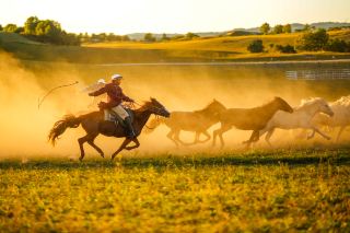 Ulan Butong Autumn Guide | Capturing the thundering horses of Bashang with an 85mm lens