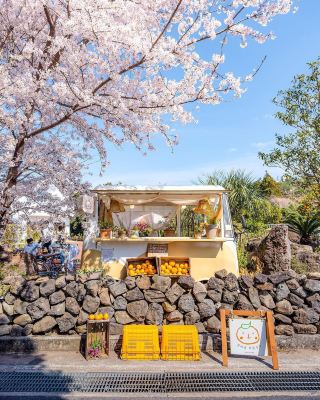 済州島の月別開花時期まとめ