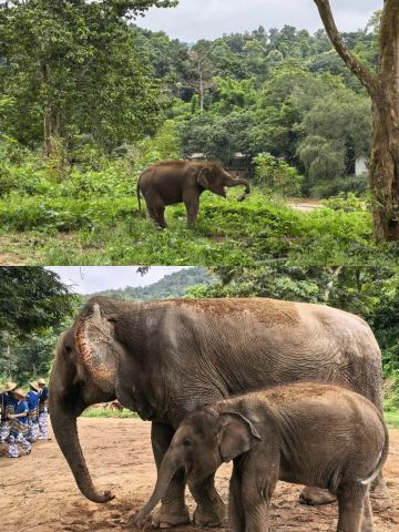 I did a lot of research before going to Chiang Mai and finally picked this elephant sanctuary. It's truly