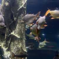 Aquaria KLCC