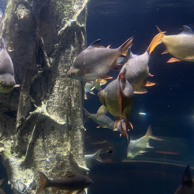 Aquaria KLCC