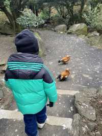 親子遊必去！ #伊豆仙人掌動物園