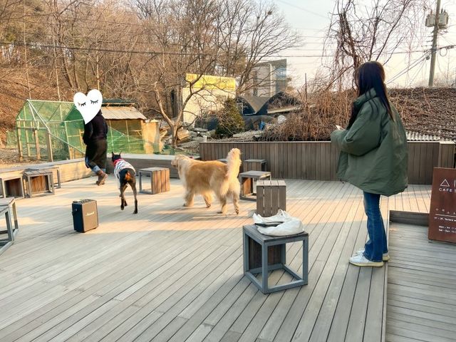 애견 동반 가능! 크로플 맛집의 경기광주 카페! 