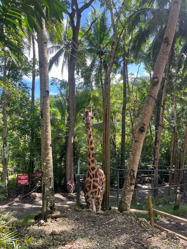 Animal Encounter at Cebu Safari