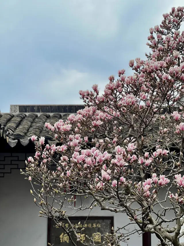 【中国・蘇州】モクレンと中国庭園が美しい網師園（世界文化遺産）