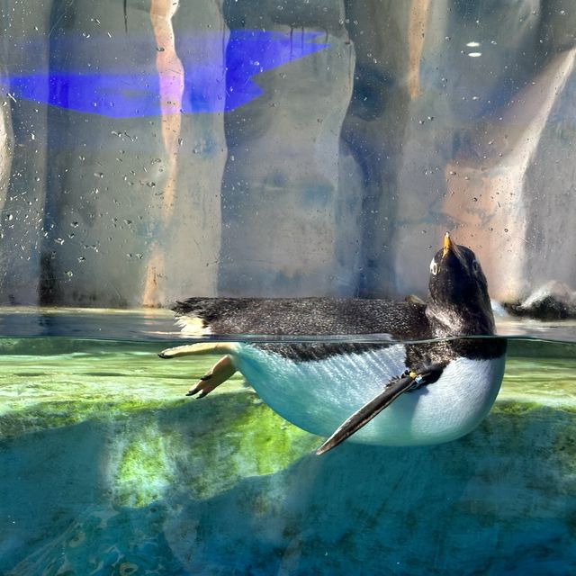 呆萌企鵝陪食飯 海洋公園冰極餐廳🐧🐧🐧😍😍😍