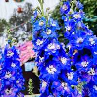 疫情後的花展
