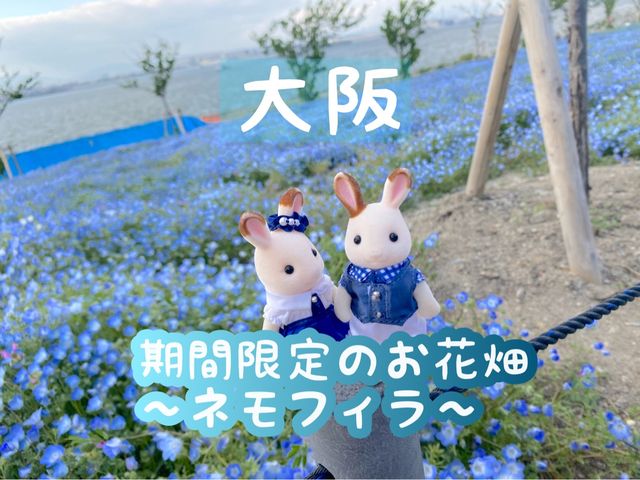 【大阪】春はネモフィラ畑に行こう！