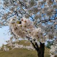 ๐ธ ๊ฒฝ์ฃผ "๋๋ฆ์"์ ์ง๊ธ ๋ฒ๊ฝ ๋ง๊ฐ๐ธ