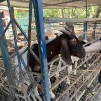 ศูนย์เรียนรู้เศรษฐกิจพอเพียงบ้านสารภี