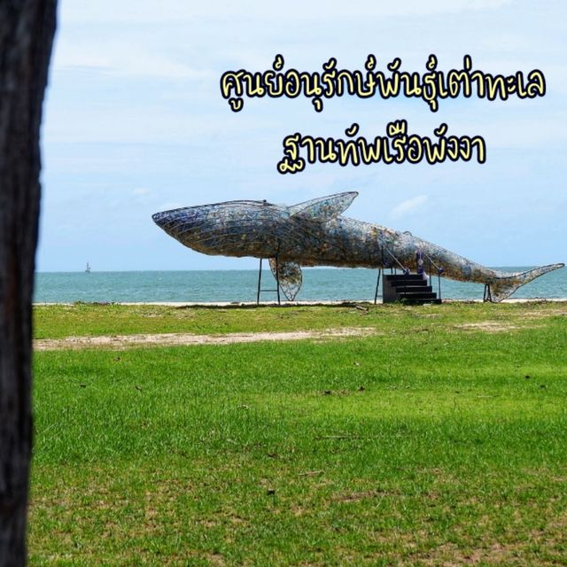 ชมเต่าทะเล หลายสายพันธุ์