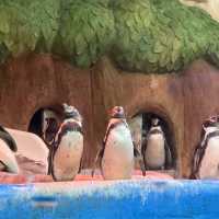 CP值超高的首爾COEX水族館