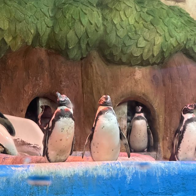 CP值超高的首爾COEX水族館