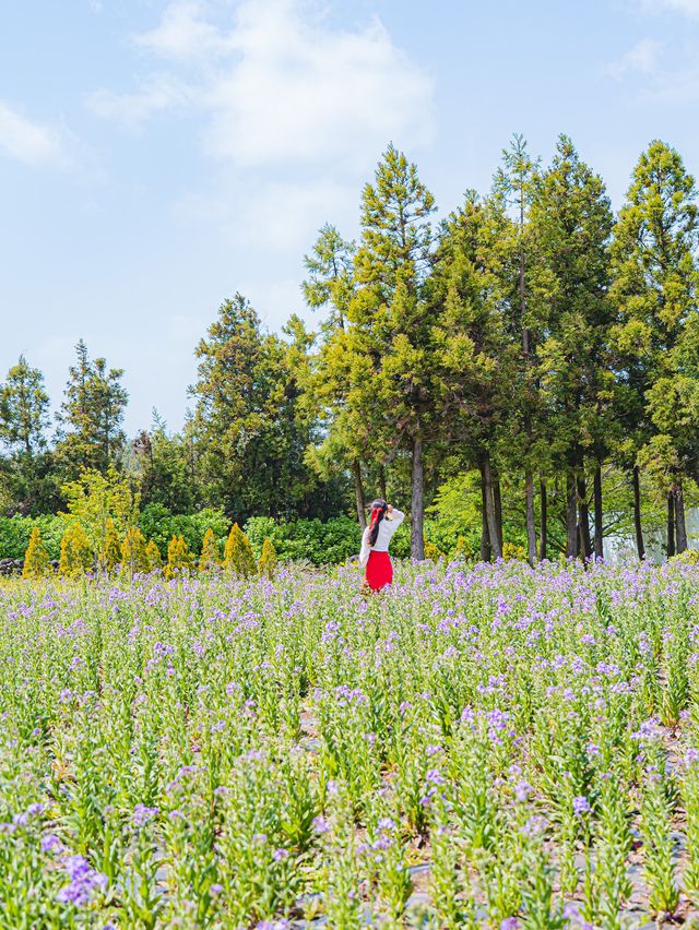 🌸꽃의 성지가 될 제주 여행지 [보롬왓]🌿