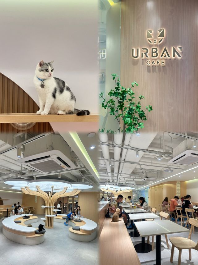 😹荔枝角貓貓Cafe 萌爆貓貓陪你食大餐