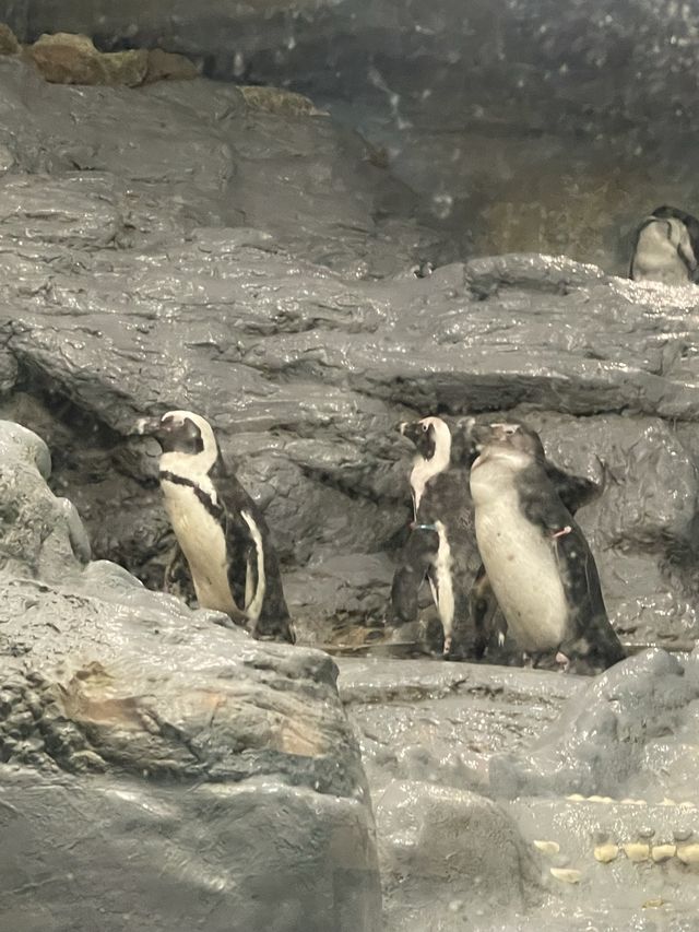 親子好去處👨‍👩‍👧‍👦台北超大動物園🦒🐎🐏🦓🐆