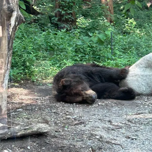 에버랜드 <사파리월드> 빠르게 즐기는 방법🔥🐅