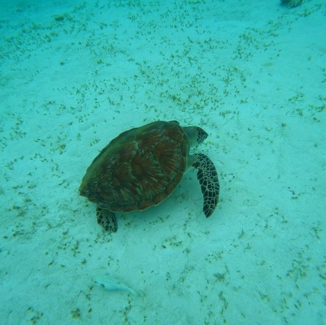 Balicasag Island, Bohol escaped 