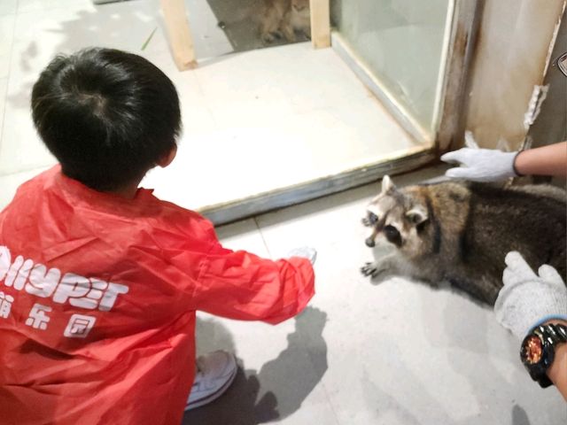 Lollypet萌寵樂園： 與動物零距離的夢幻體驗
