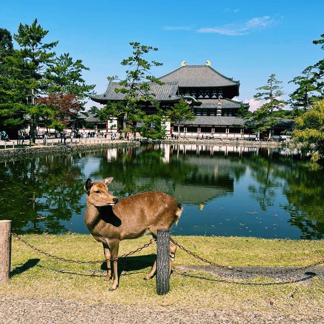 Nara Deer Park is fun for kids! 🦌