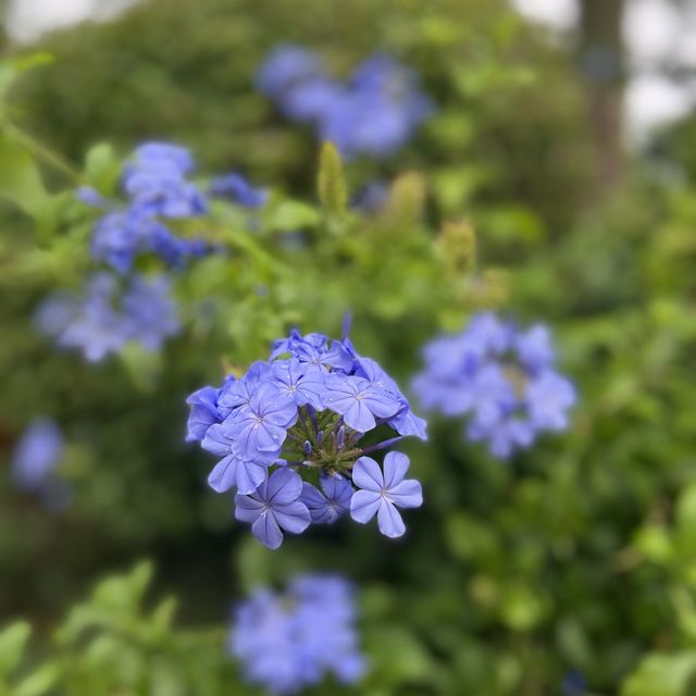 リストランテ　カステッロ