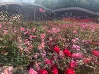 一年四季都有唔同花睇🌺🌸🪷深圳灣公園