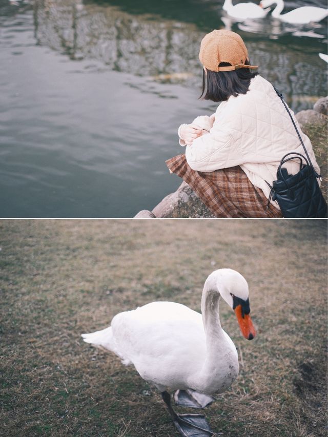 日本九州 | 一定要來一次志高湖🍁🦢