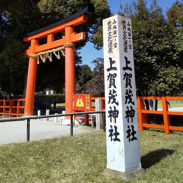上賀茂神社の桜は五分咲きで華やかだった。