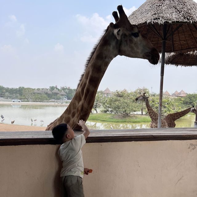 近距離接觸長頸鹿🦒🐅