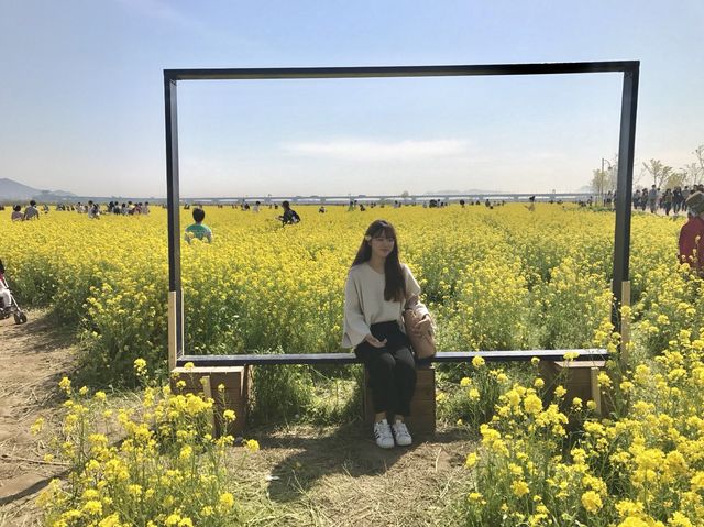 부산 대저생태공원 유채꽃밭 💛