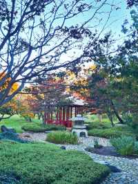 Multi-cultural garden in Canberra! 🌸