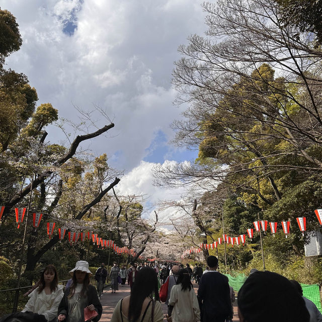 東京超大熱鬧賞櫻🌸地