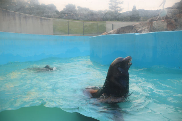 鹿兒島平川動物園探險之旅