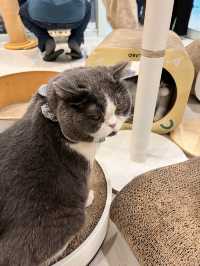 〖 韓国・明洞〗明洞の猫カフェが復活‼︎🐈　時間無制限でゆっくり過ごせます🙌🏻