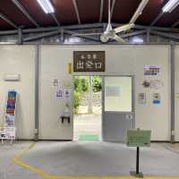 竹富島「水牛車コース」ニーラン君はのんびり集落を歩いてくれました