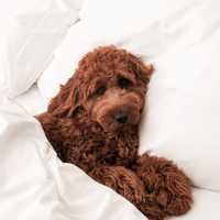 Pet Staycation at Intercontinental Singapore