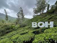 Boh Tea Plantation 