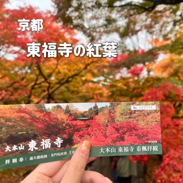 【京都】紅葉の名所🍁東福寺