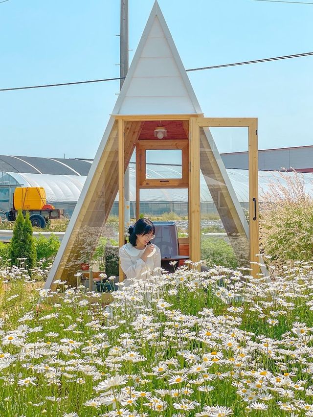 현시각 청주에서 제일 예쁜 카페🌼🤍