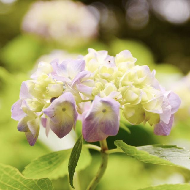 綠意海洋🌳🌿🌸神戶市立森林植物園