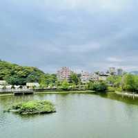 湖畔漫步🌳🏞️台北碧湖公園💎