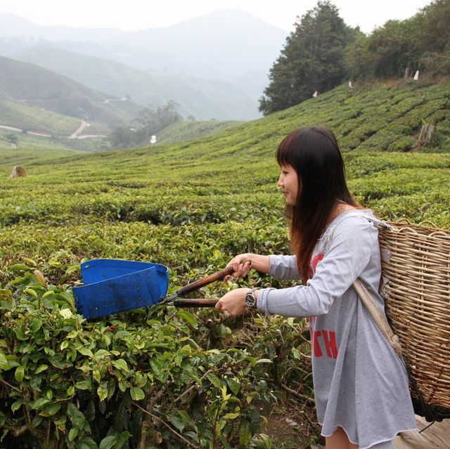 Breathtaking Tea Plantation