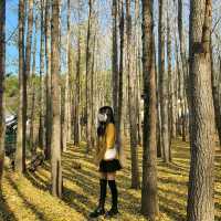 도리마을, 경주 은행나무숲🍂