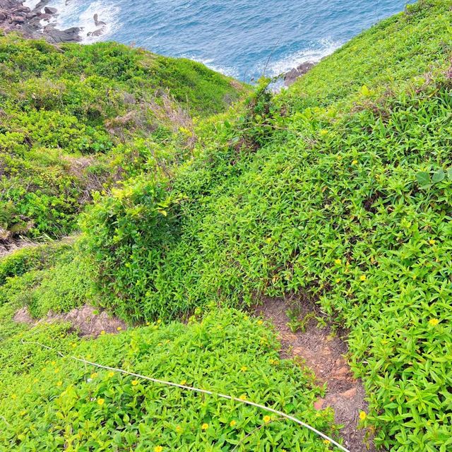 自然的寶藏中！探索八仙嶺郊野公園的美麗景色 🌳🏞️🌼 